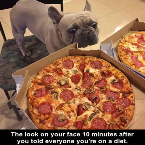 dog diet pizza.jpg